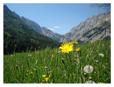 Mountain Meadow